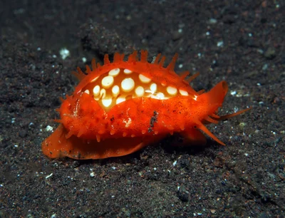 Cribrarula cribraria - Batuniti, near Tulamben, Kubu, Karangasem Regency, Bali, Indonesia