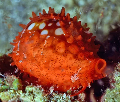 Cribrarula cribraria - Mabini, Batangas, Philippines