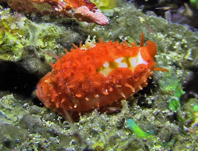 Cribrarula cribraria - Mabini, Batangas, Philippines