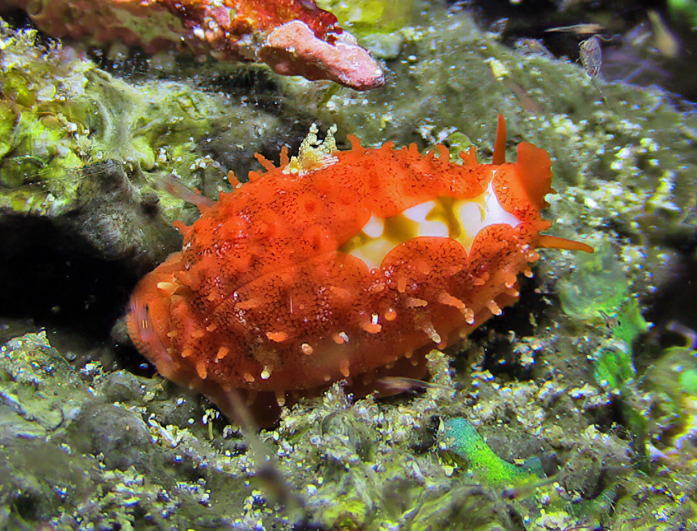 Cribrarula cribraria - Mabini, Batangas, Philippines