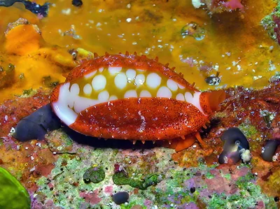Cribrarula cribraria - Kwajalein Atoll, RMI