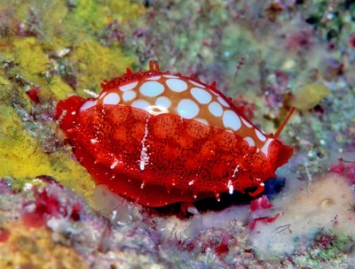 Cribrarula cribraria - Kwajalein Atoll, RMI