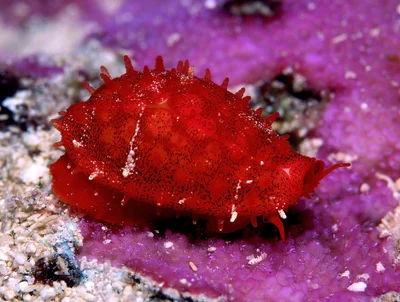 Cribrarula cribraria - Kwajalein Atoll, RMI