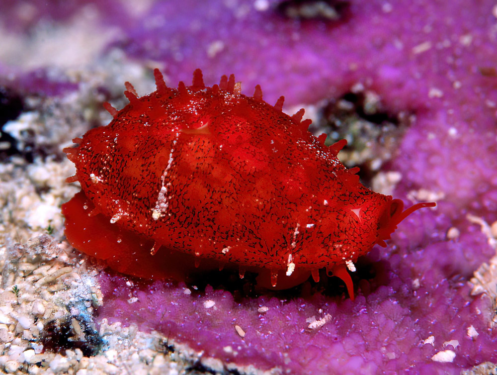 Cribrarula cribraria - Kwajalein Atoll, RMI