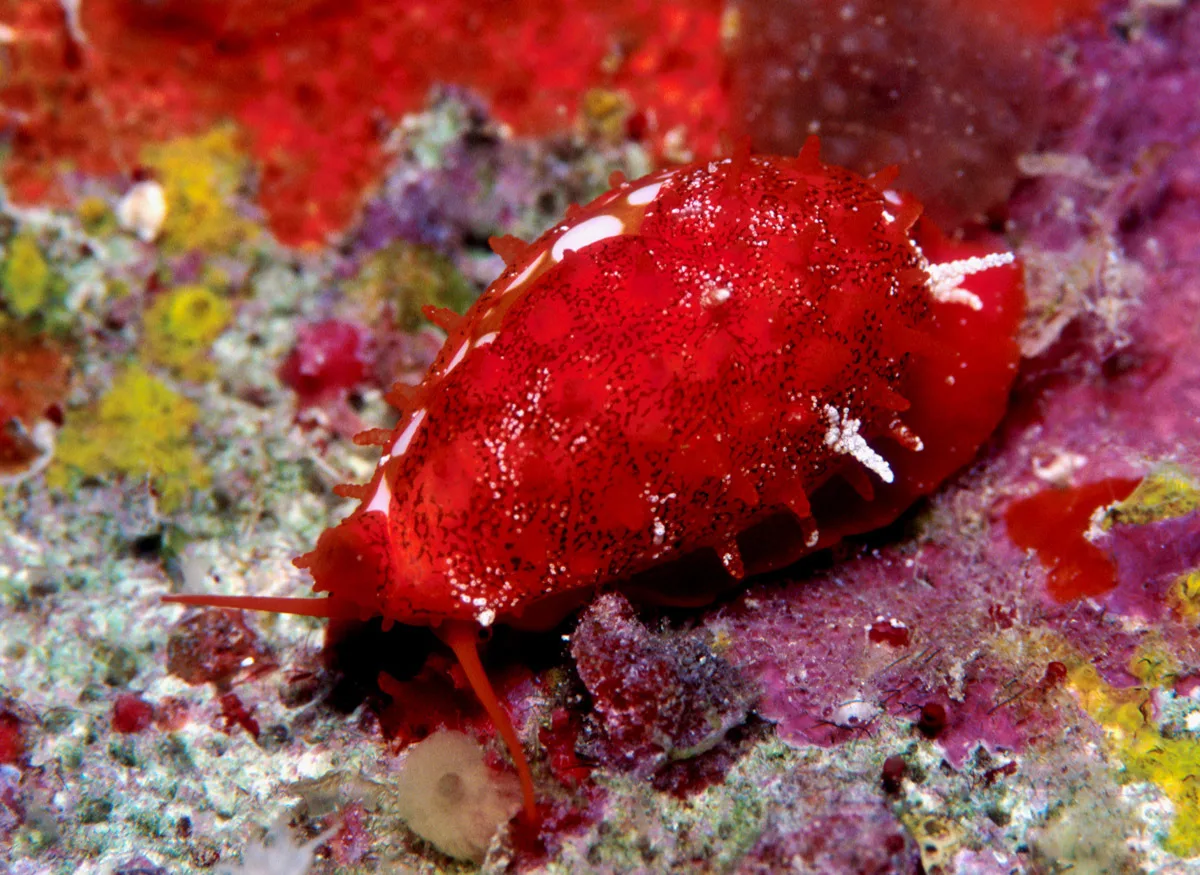 Cribrarula cribraria - Kwajalein Atoll, RMI