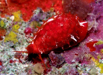 Cribrarula cribraria - Kwajalein Atoll, RMI