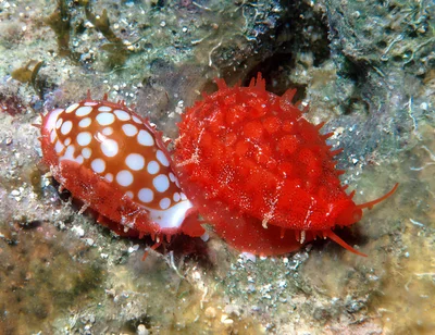 Cribrarula cribraria - Enewetak Atoll, RMI