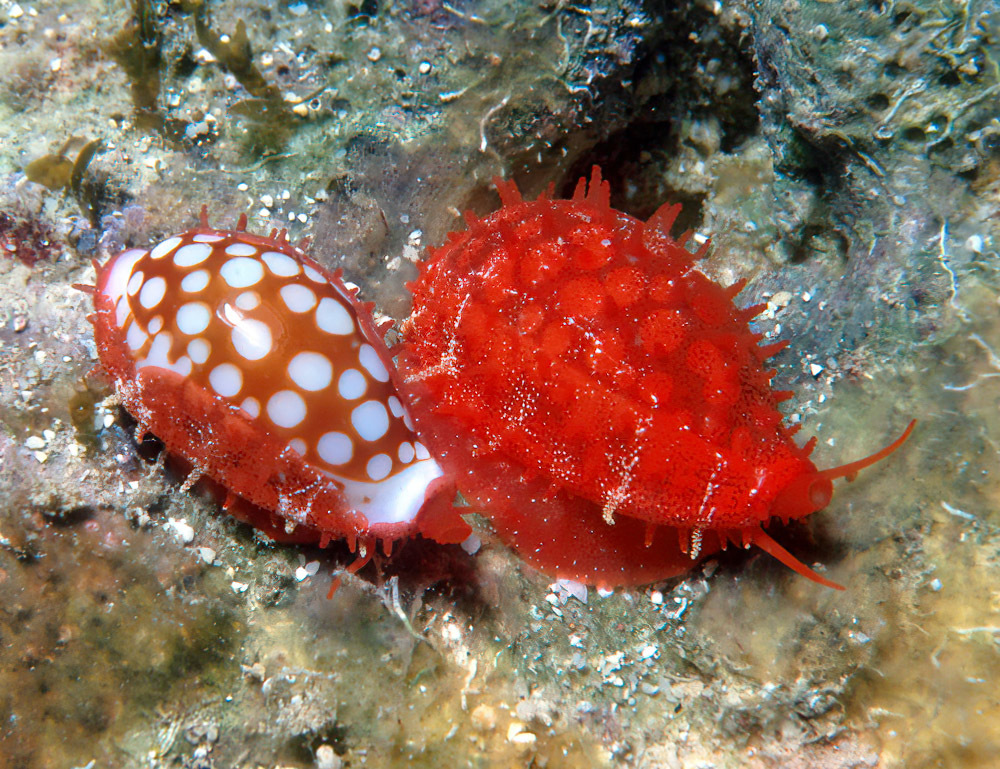 Cribrarula cribraria - Enewetak Atoll, RMI