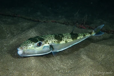 Lagocephalus sceleratus - New Taipei, TW-NT-TP, TW