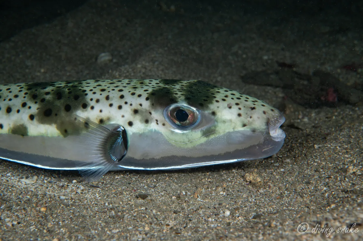 Lagocephalus sceleratus - New Taipei, TW-NT-TP, TW