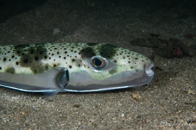Lagocephalus sceleratus - New Taipei, TW-NT-TP, TW