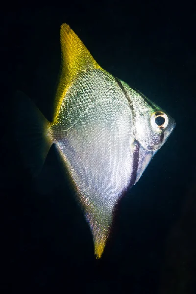Silver Mono