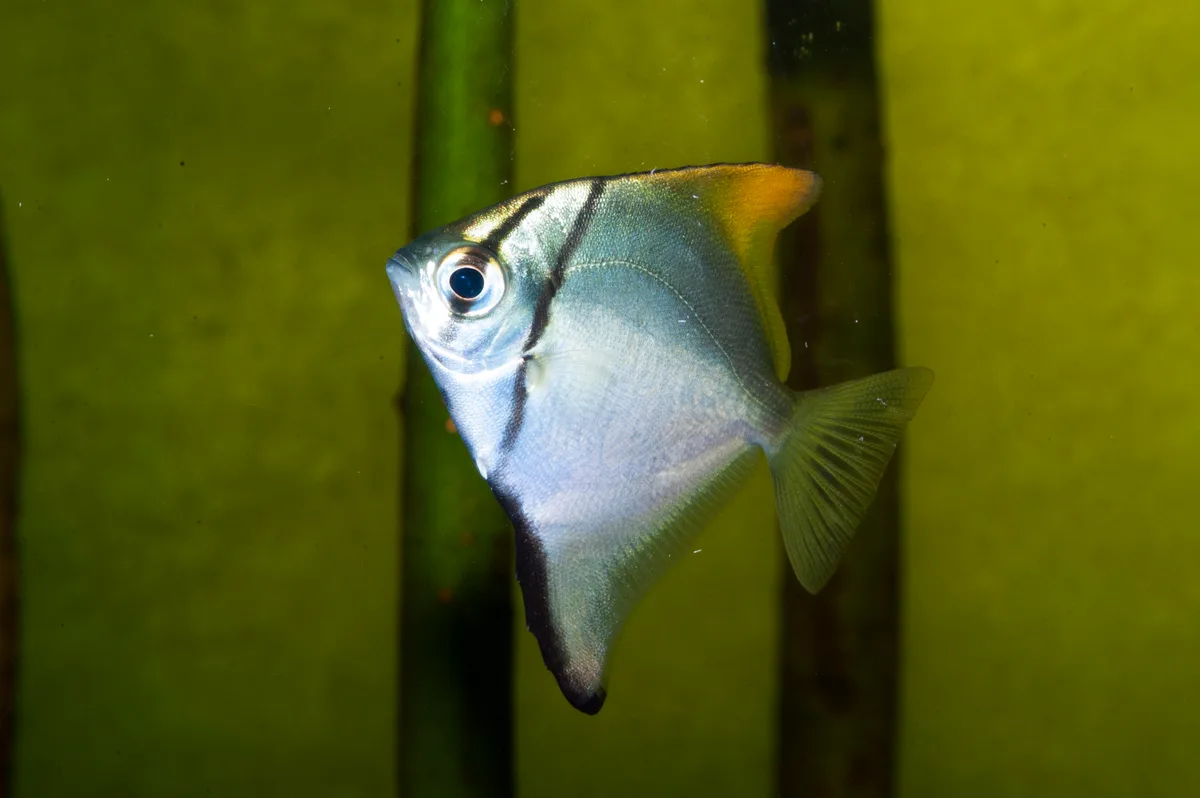Silver Mono