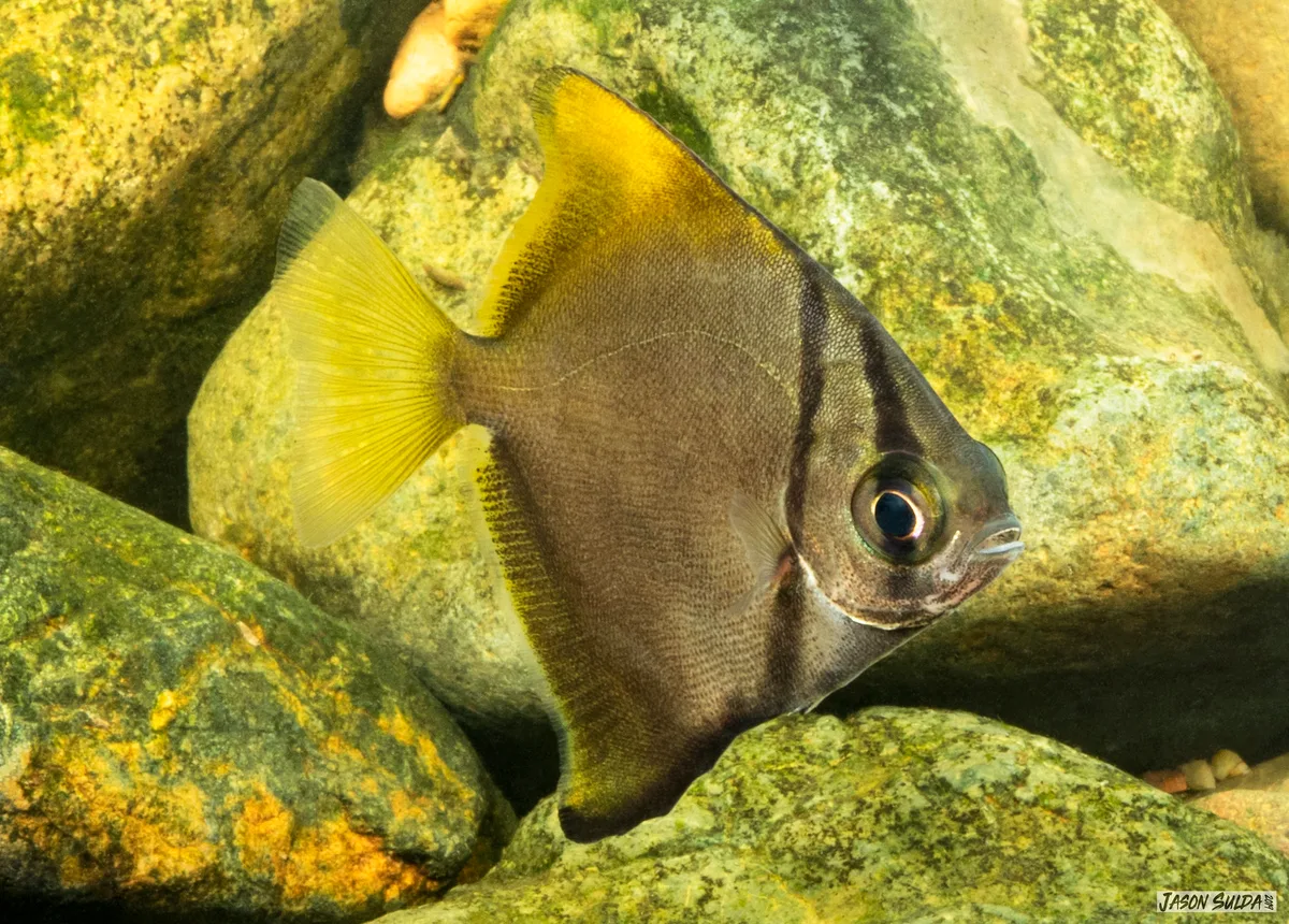 Moonyfishes or Butter Bream (Monodactylus argenteus) in the Freshwater Reaches of the Brisbane River Queensland Australia.