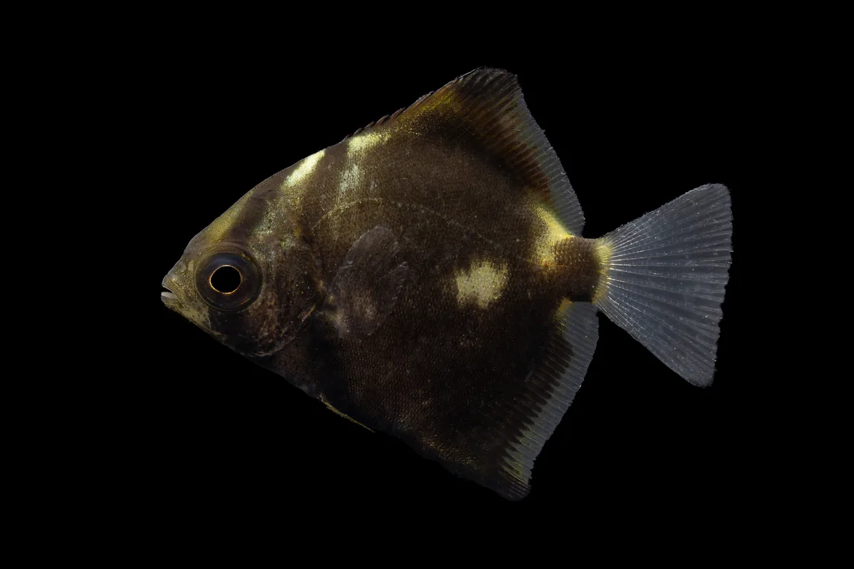 Diamondfish - Monodactylus argenteus