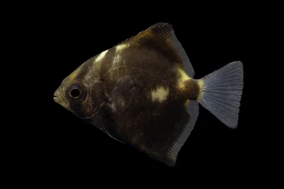 Diamondfish - Monodactylus argenteus