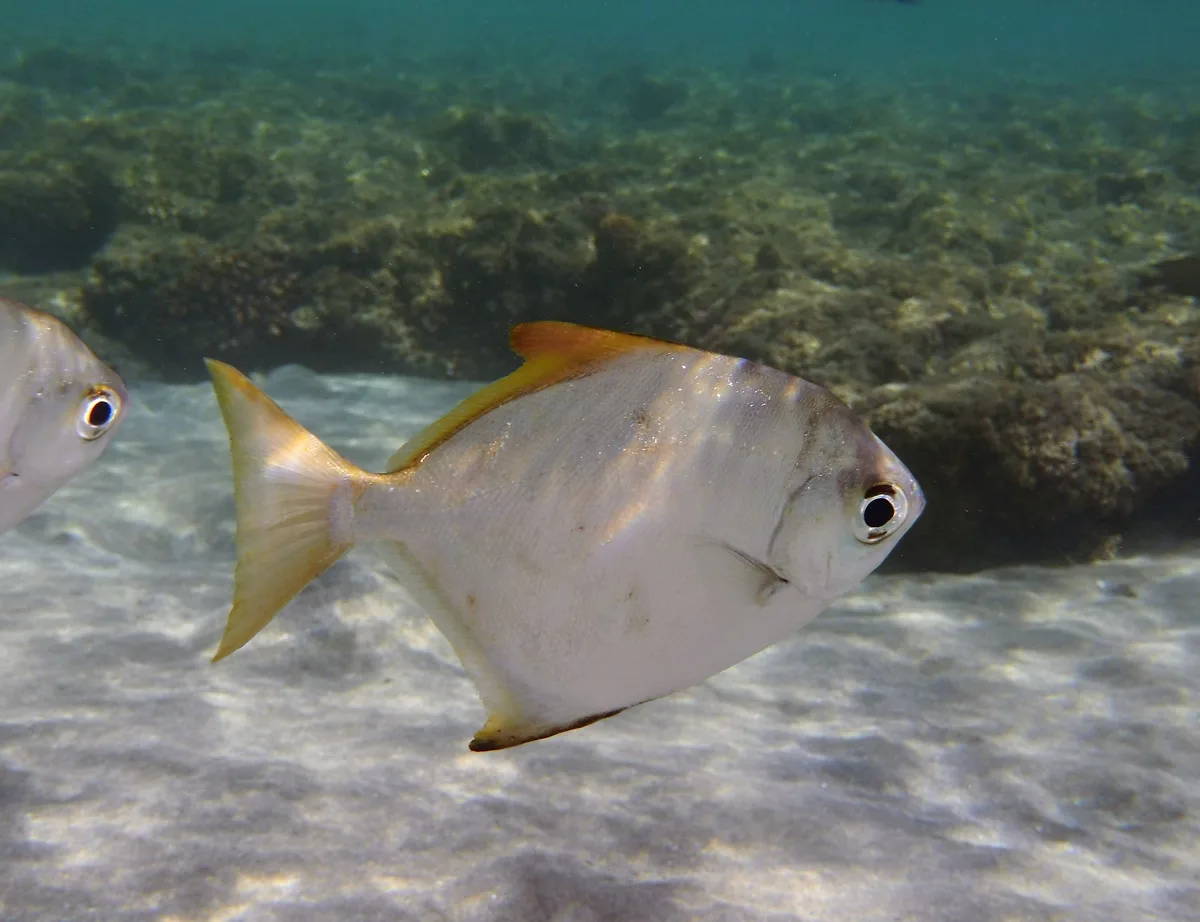 Monodactylus argenteus