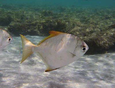 Monodactylus argenteus