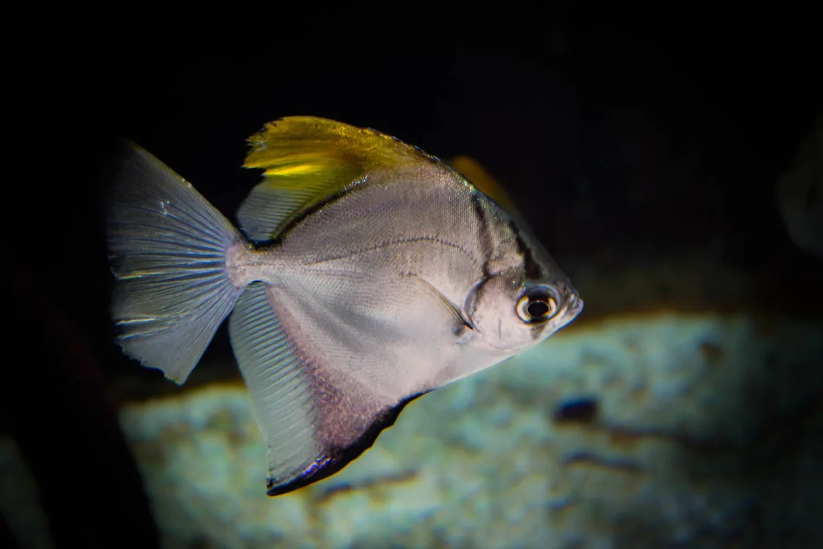 https://paysagepoetconseiljardin.over-blog.com/2026/03/photo-animaliere-portrait-d-un-poisson-monodactylus-argenteus.html