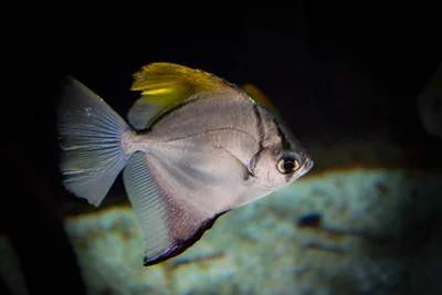 https://paysagepoetconseiljardin.over-blog.com/2026/03/photo-animaliere-portrait-d-un-poisson-monodactylus-argenteus.html