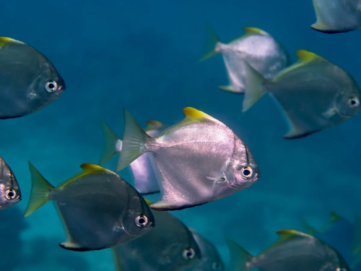 Silver mono (Monodactylus argenteus)