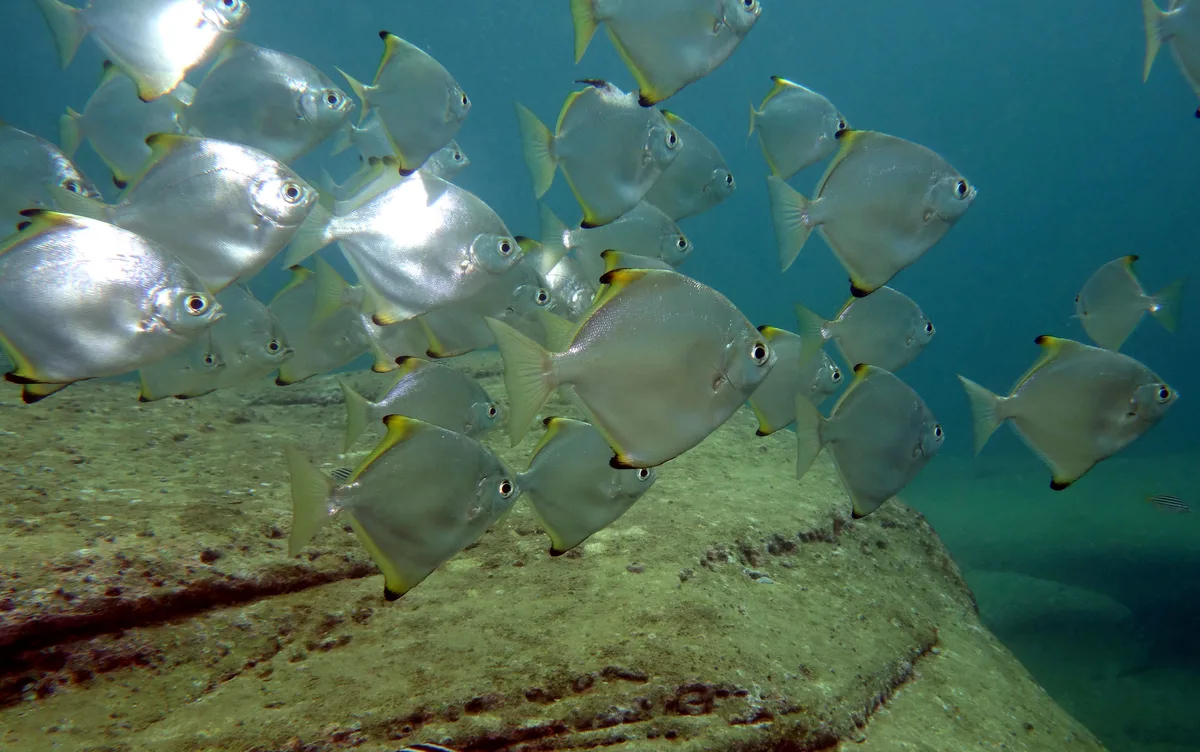 Silver batfish - Monodactylus argenteus