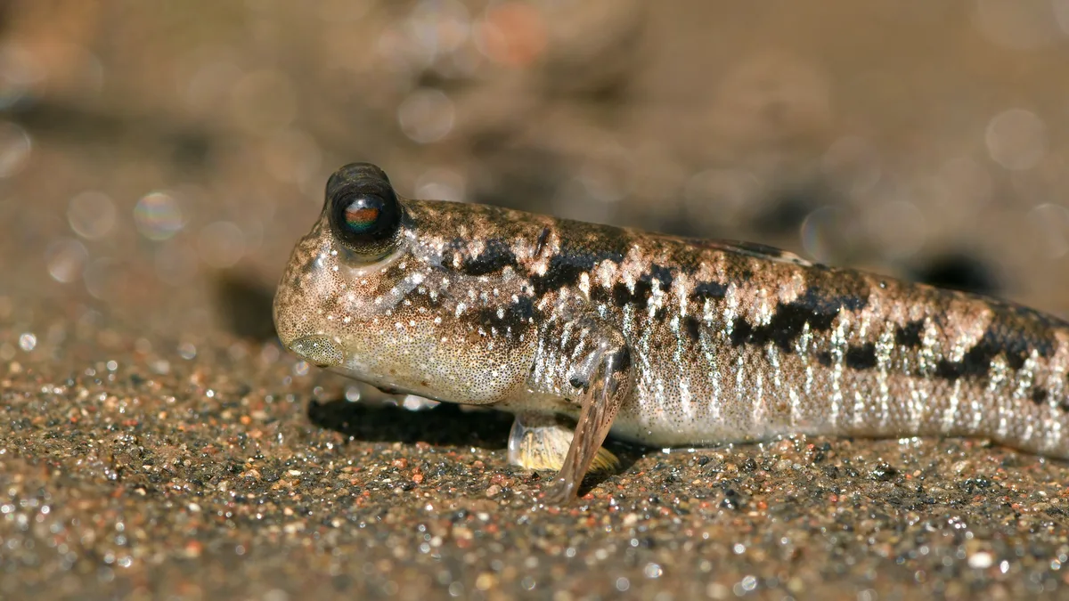 Barred Mudskipper