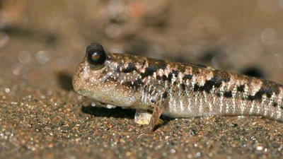Barred Mudskipper
