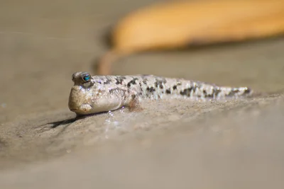 Periophthalmus argentilineatus