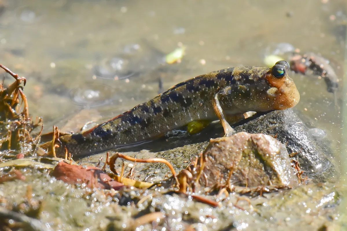 Barred Mudskipper (Periophthalmus argentilineatus)