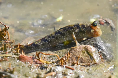 Barred Mudskipper (Periophthalmus argentilineatus)