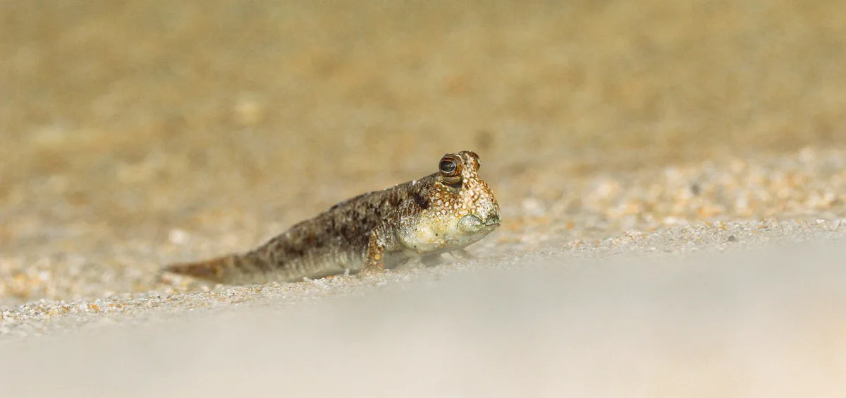 mudskipper (Periophthalmus argentilineatus?), Pulau Tiga, Borneo