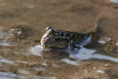 Barred Mudskipper in Bali - 2