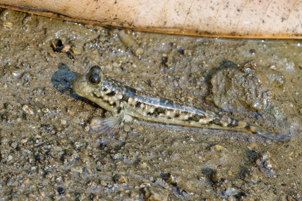 Periophthalmus argentilineatus (Periophthalme rayé d'argent / Barred mudskipper).