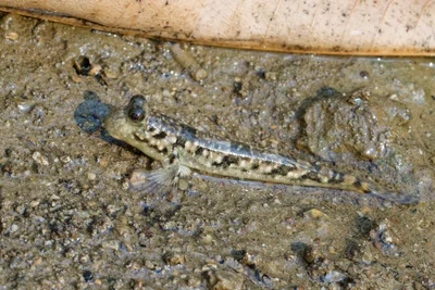Periophthalmus argentilineatus (Periophthalme rayé d'argent / Barred mudskipper).