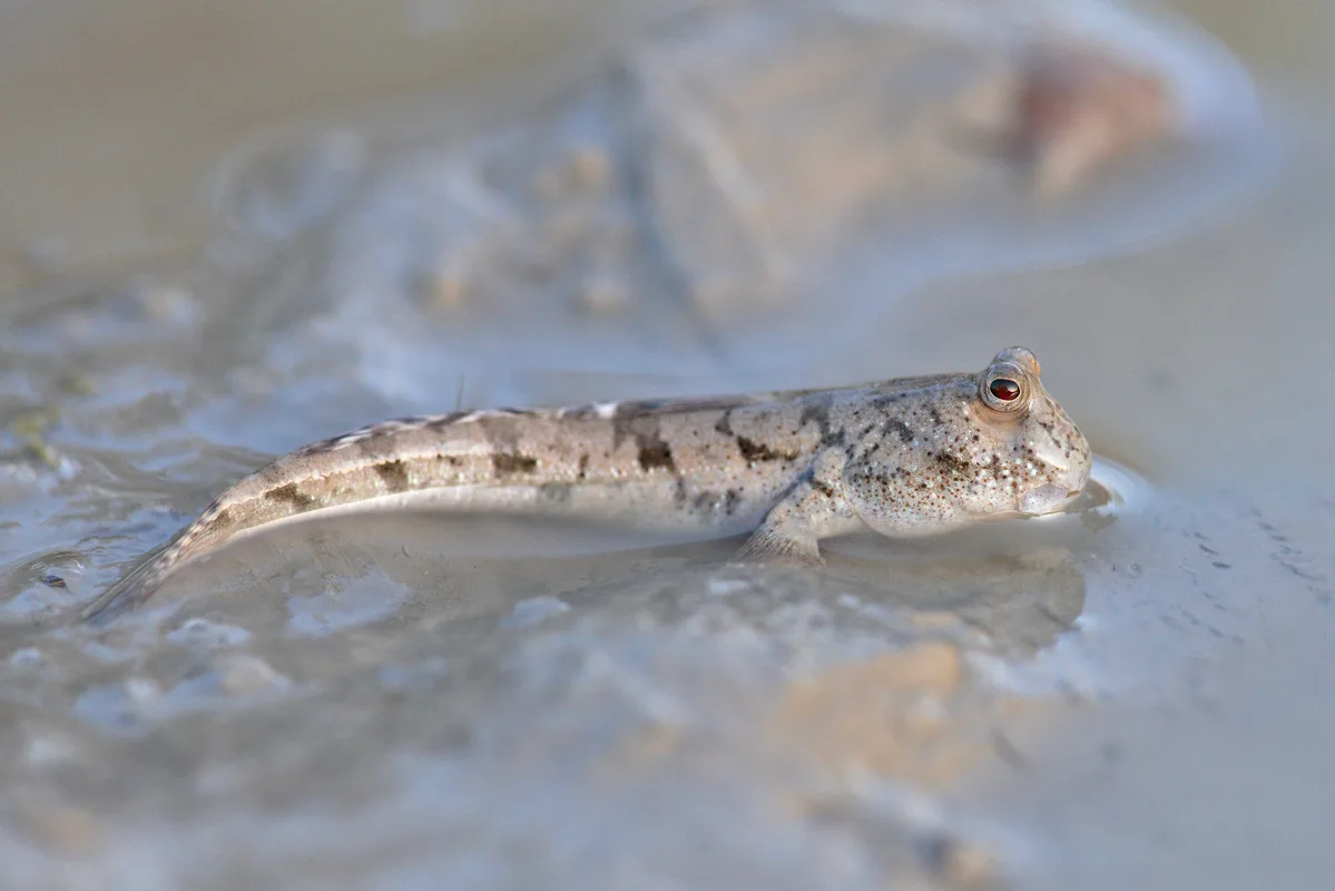 Silver-lined Mudskipper (Periophthalmus argentilineatus)