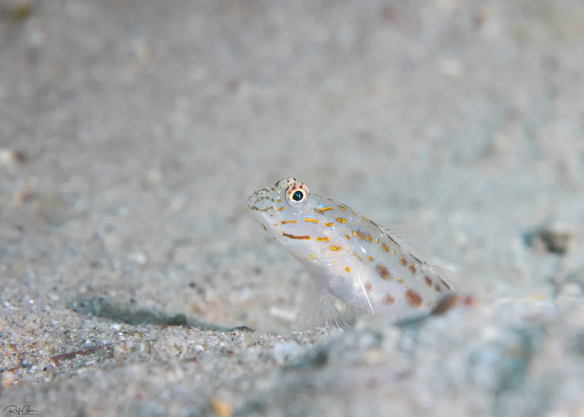 Silverspot Shrimpgoby