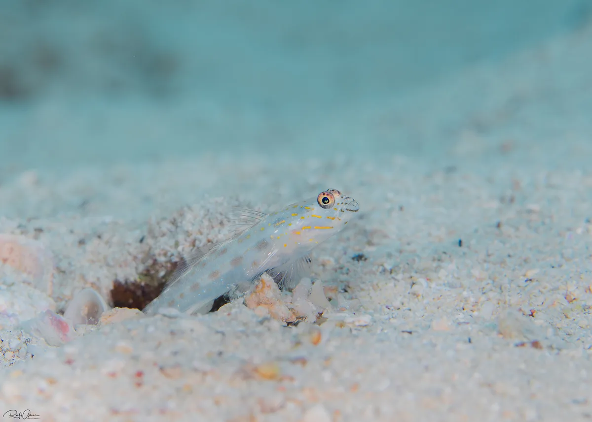 Silverspot Shrimpgoby