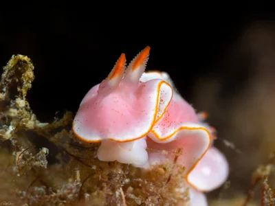 Verconia simplex