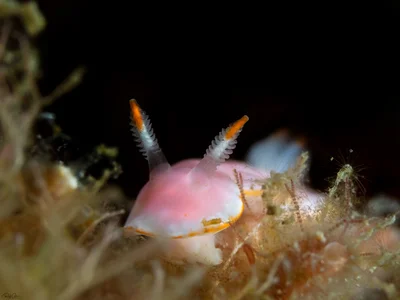 Verconia simplex