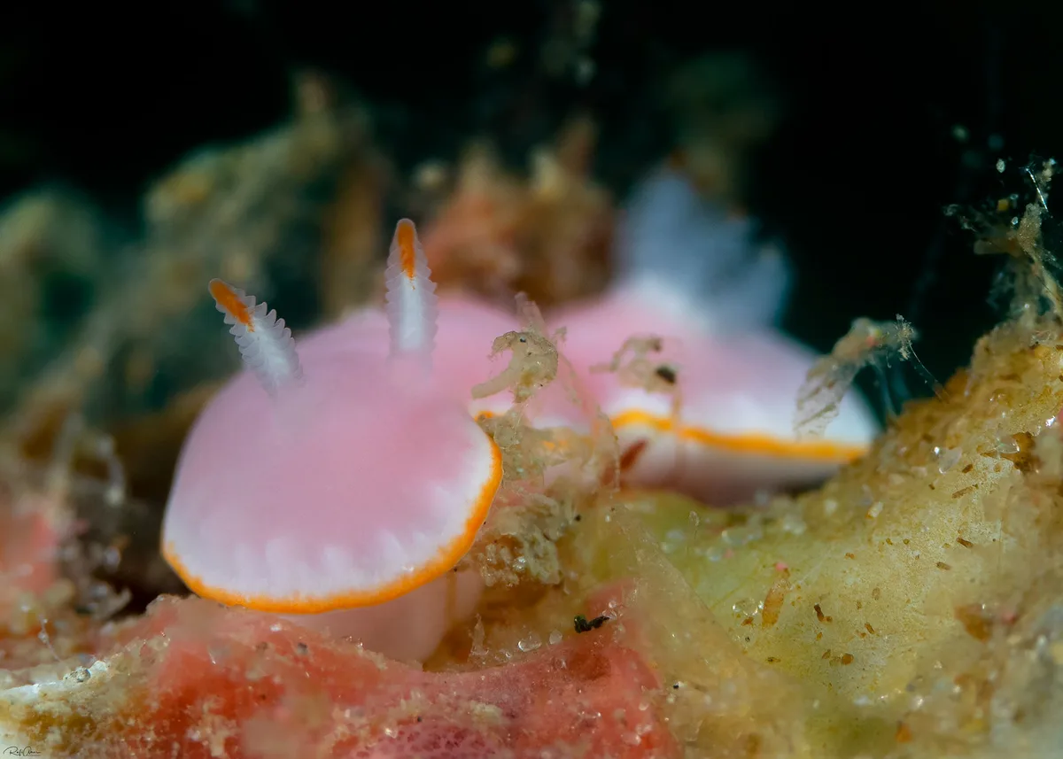 Verconia simplex