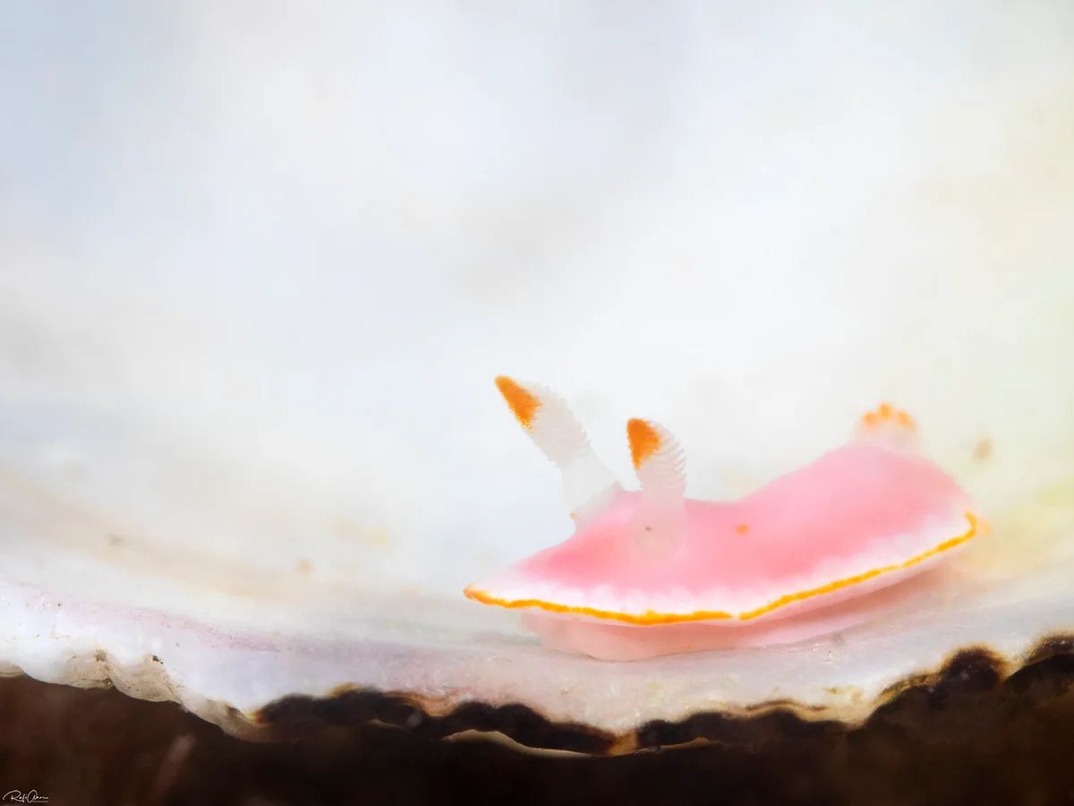 Verconia simplex