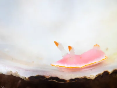Verconia simplex