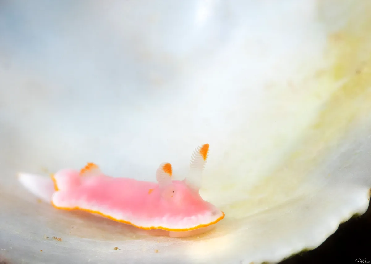 Verconia simplex