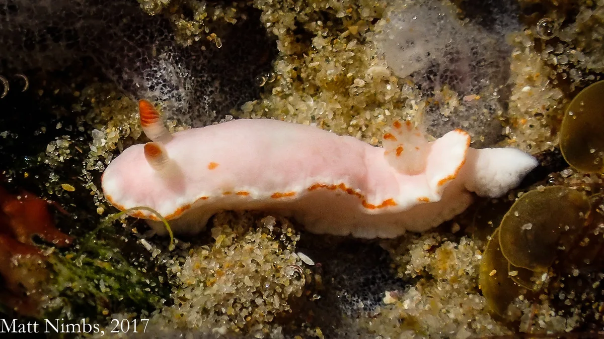 Heterobranchia | Nudibranchia | Chromodorididae | Verconia simplex (Pease, 1861) - Bare Bluff (Solitary Islands Marine Park) NSW, Australia