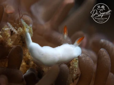 Verconia simplex - Lembeh Strait, Indonesia