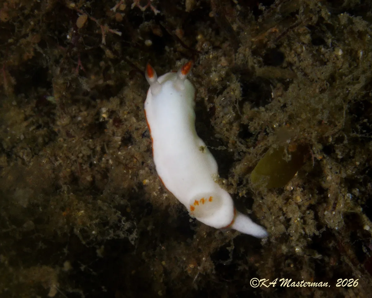Verconia simplex - Gold Coast QLD, Australia