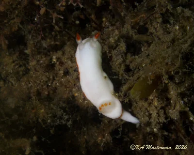 Verconia simplex - Gold Coast QLD, Australia
