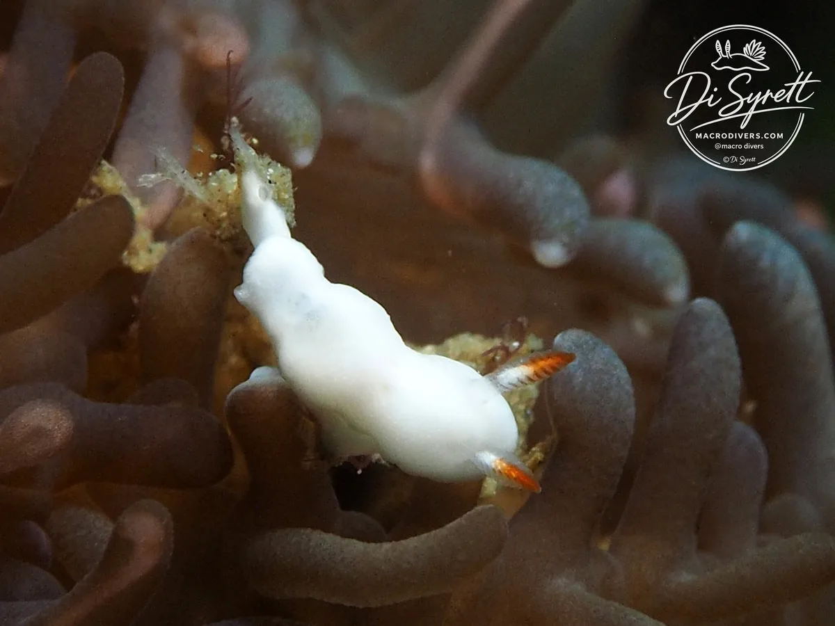 Verconia simplex - Lembeh Strait, Indonesia