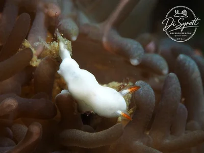 Verconia simplex - Lembeh Strait, Indonesia